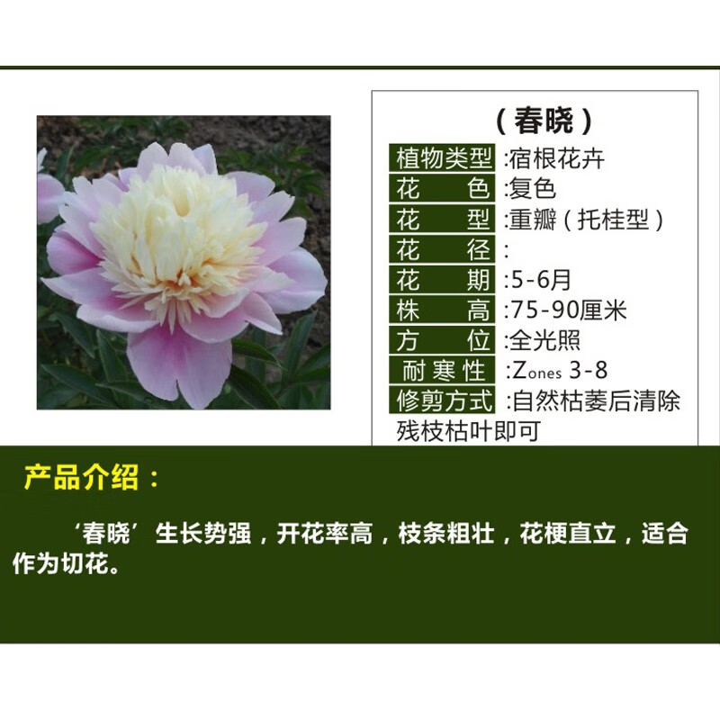 芍药花苗种根四季开花根块阳台盆栽庭院鲜花绿植花卉植物 春晓【3棵装