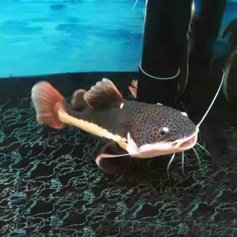 猫鱼红尾猫狗仔中大型底层混养鱼发财鱼观赏鱼活体黄 猫10-12cm1条