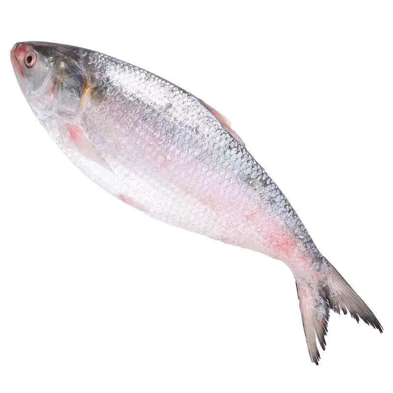 伯贤 新鲜大鲥鱼高端鱼类生鲜鲥鱼 1条装 每条1.4-1.5斤