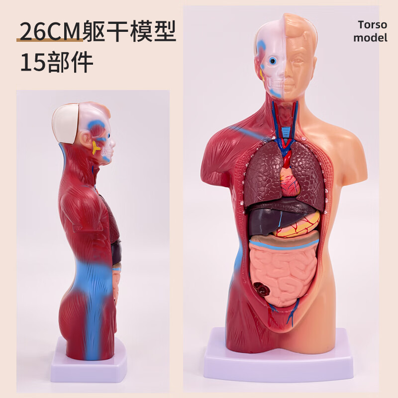 高端医学内脏器官心脏系统结构躯干 人体解剖模型器官可拆卸 26cm男性