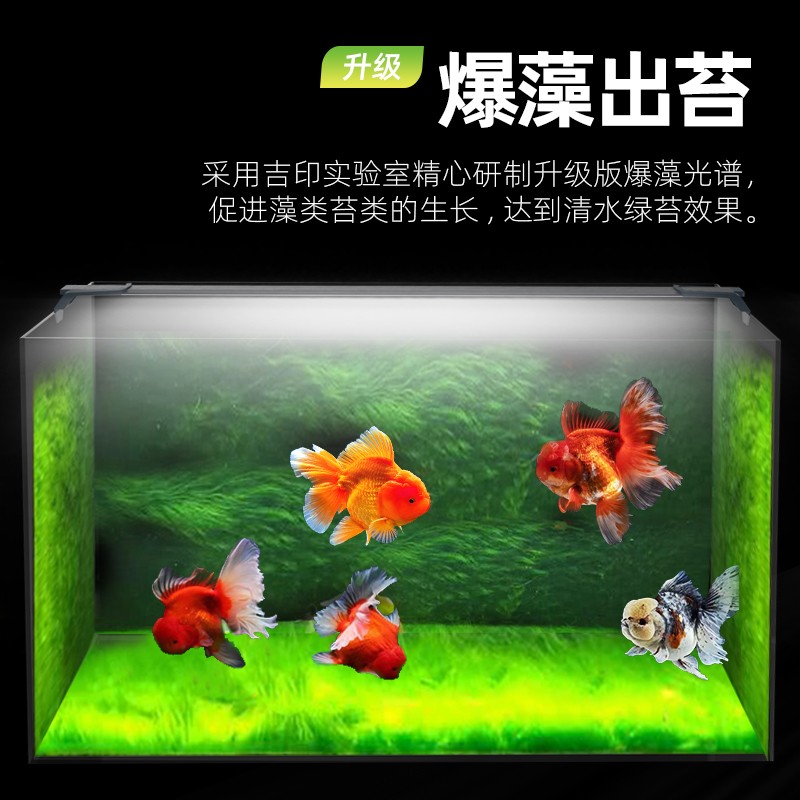 吉印金鱼专用爆藻灯led鱼缸灯青苔绿苔绿藻灯照明灯兰寿泰狮防水增色
