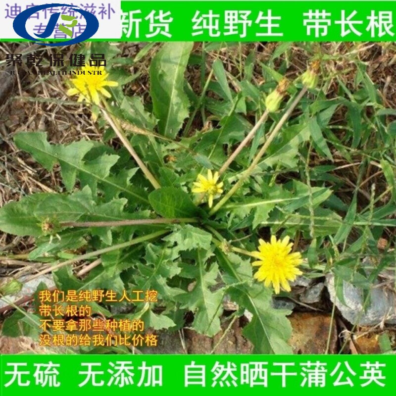 全株蒲公英整根蒲公英中草材新鲜浦公英干货 整颗蒲公英【250克】