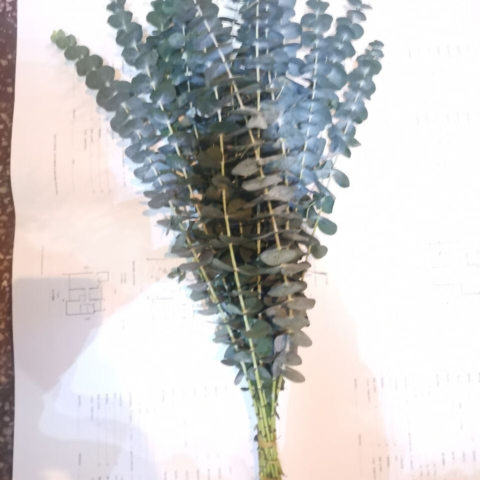 爱满尤加利叶 尤加利果 永生尤加利叶ins风干花花束花环搭配花材真花