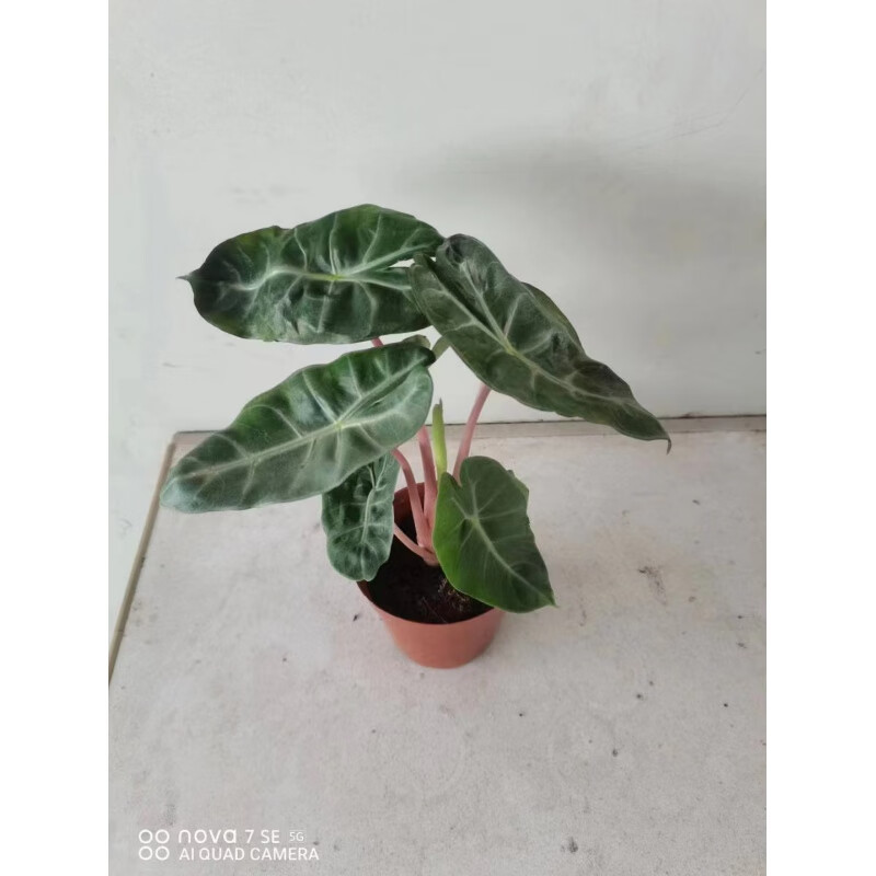 雨花蝶粉龙海芋粉龙龟背内罗毕之夜进口网红绿植物盆