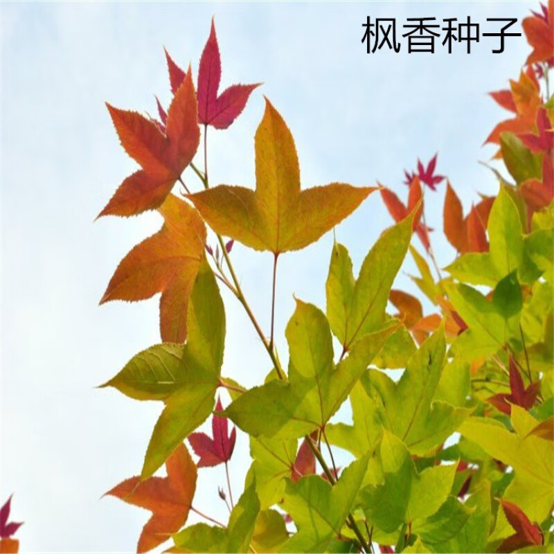 前岔新采枫香树种子风景绿化树苗木枫香种子北美彩色树种枫香籽 枫香1