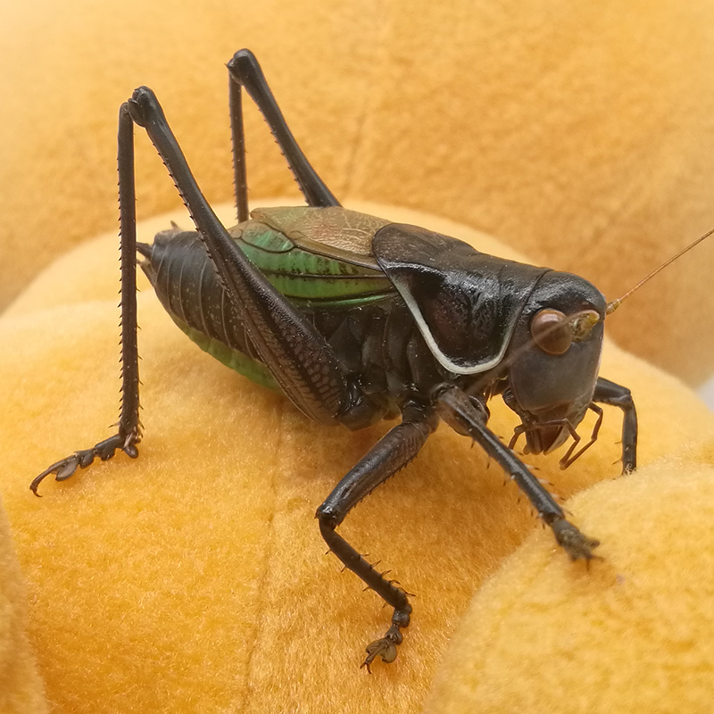 豆乐奇蝈蝈活新脱鸣虫冬蝈蝈超大活体大肚子生叫蝈蝈铁蝈蝈绿蝈蝈笼子