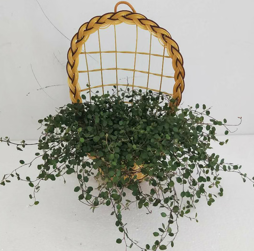 花盆栽阳台室内四季常青绿植花卉墙壁装饰垂吊植物 千叶吊兰 编织吊篮