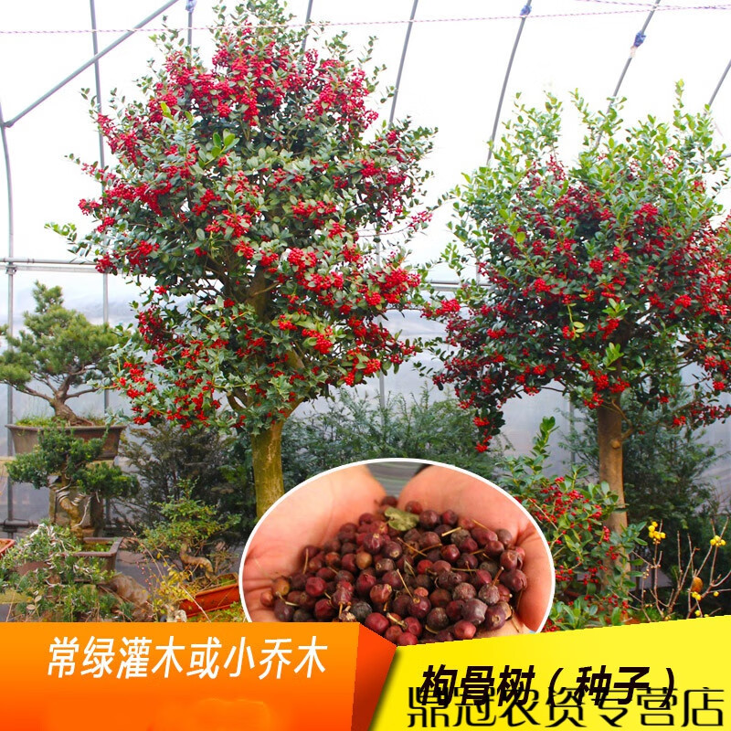枸骨种籽又名猫儿刺老虎刺常绿灌木或小乔木 枸骨树种子(250克/半斤)