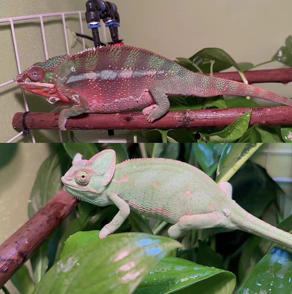 小变色高冠龙冠蜥蜴爬宠稀罕见动物宠物活物幼体家养树藤异宠专用