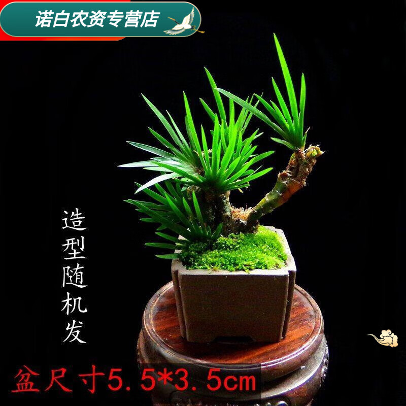 水生植物】相关京东优惠商品排行榜(6) - 价格图片品牌优惠券- 虎窝购