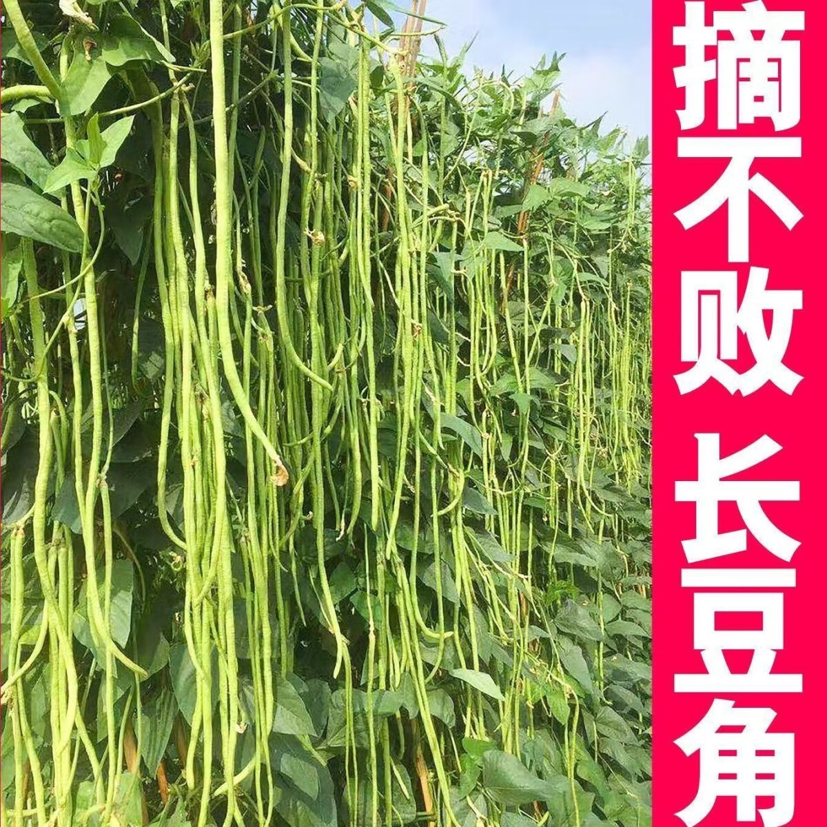 瑞蔬源蔬菜苗豆苗长豆角苗摘不败春秋阳台特长耐老缸豆苗/豆角苗12棵