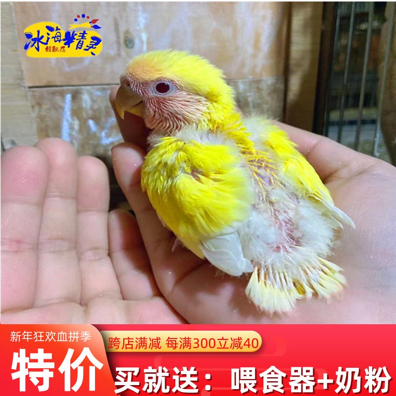 《顺丰快递》雏鸟鹦鹉活体幼鸟手养鸟宠物鸟半毛活体虎皮玄风鹦鹉牡丹