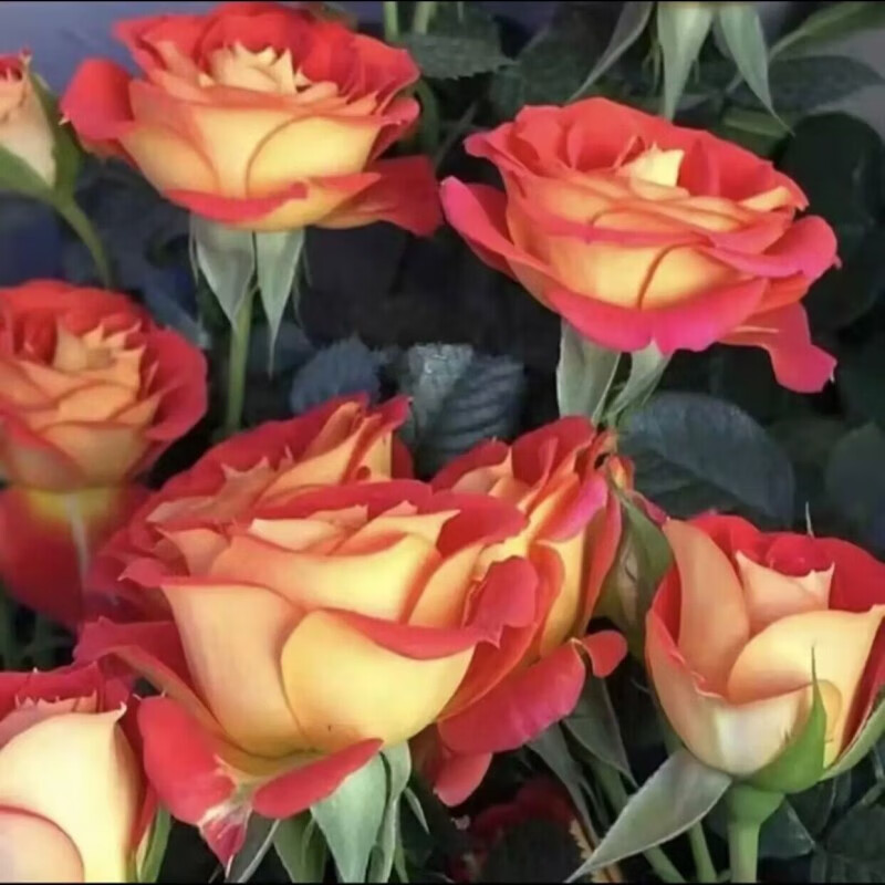 浅笑心柔玫瑰花苗浓香花卉观花绿植盆栽庭院阳台原土发货 魅惑(原土