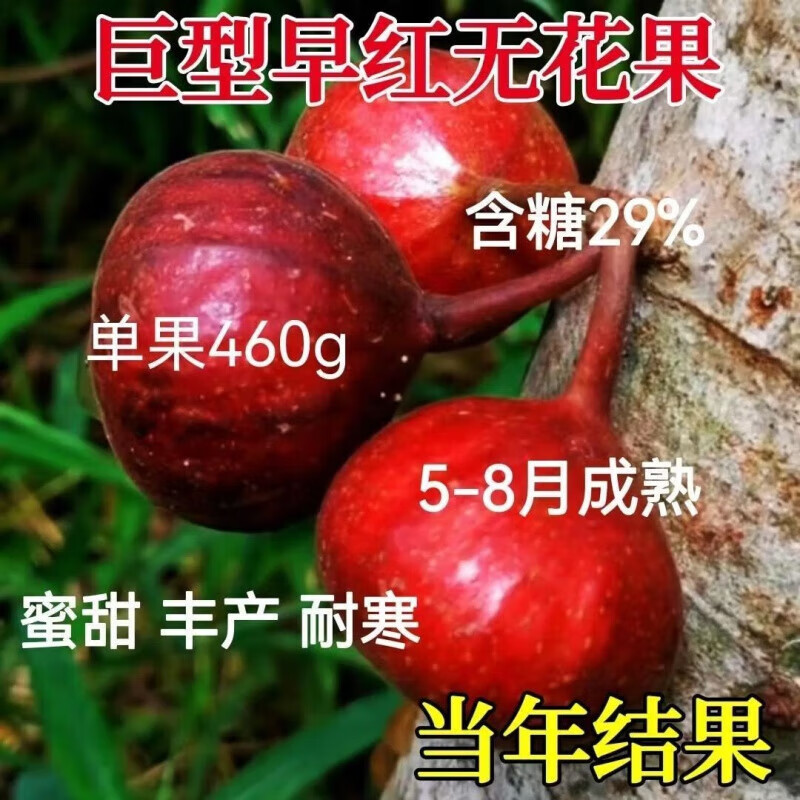 特大無花果樹苗新品種超甜大果南方北方種植耐寒盆栽地載當(dāng)年結(jié)果 2年苗