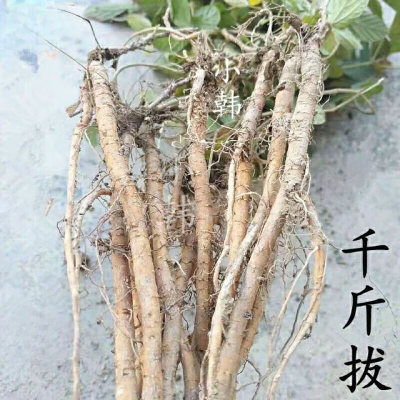 姒桀千斤拔 小叶千斤拔苗 一条根老鼠尾钻地风吊尾桩金牛尾盆栽 冬天