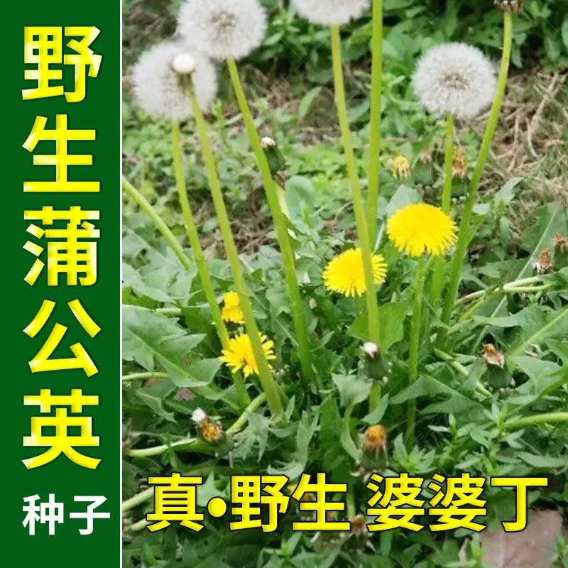 大叶蒲公英的种子食用野生蒲公英种籽婆婆丁浦公英种子蒲公英种子 卓天 蒲公英种子半斤