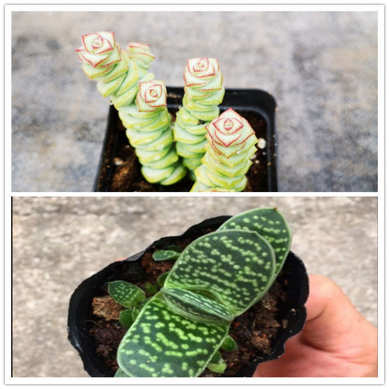 送女朋友的礼物一帆风顺多肉植物组合盆栽重扇创意可爱萌肉肉室内外好养子宝 钱串组合裸根发货 虎窝购 送女朋友的礼物一帆风顺多肉植物组合盆栽重扇创意可爱萌肉肉室内外好养子宝 钱串组合裸根发货 虎窝购
