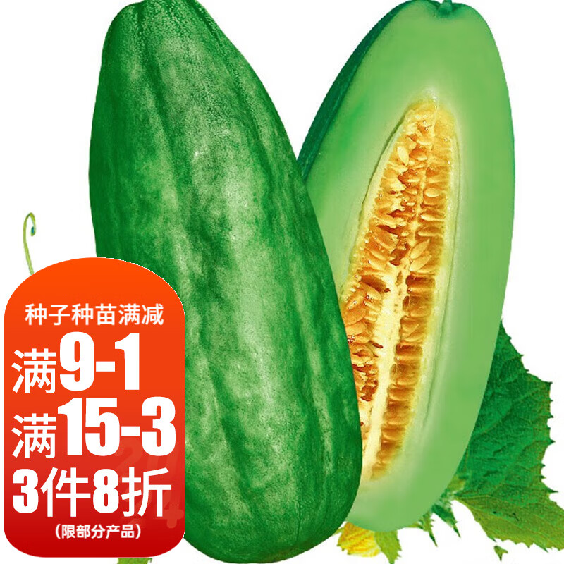 寿禾 花皮菜瓜种子烧瓜春季蔬菜瓜果种子苗梢捎瓜酥脆瓜 湘江一号青皮