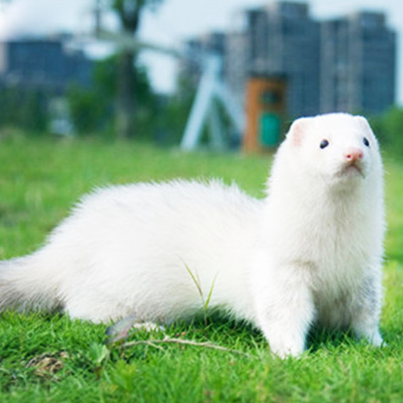 double yellow安哥鲁宠物貂活体安格鲁雪貂幼崽懒人宿舍小型好养动物