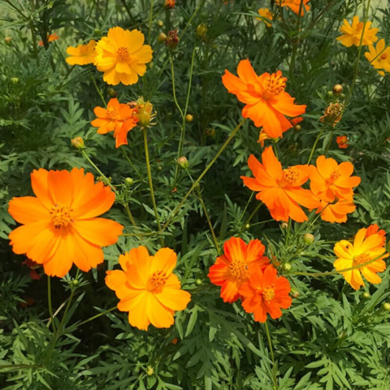 格桑花种籽四季开花易活花籽波斯菊花种子庭院室外景观花海野花组合