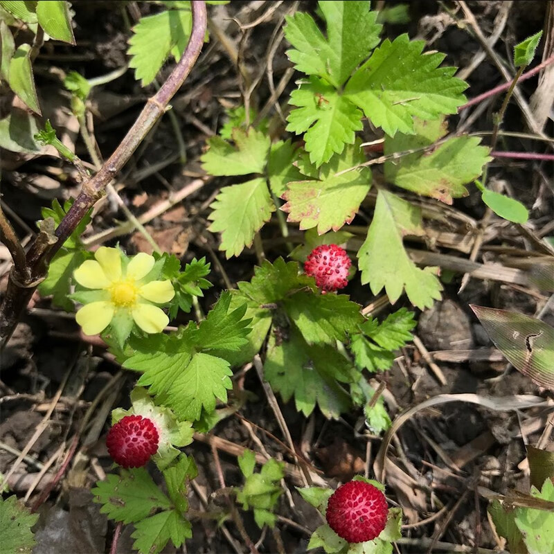 芗苒蛇莓种子野生草莓地被花籽草坪点缀 庭院盆栽花卉种子 蛇莓种子