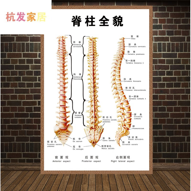 人体椎间盘常见病变颈椎脊椎全息图骨骼挂图医院腰椎间盘突出墙贴