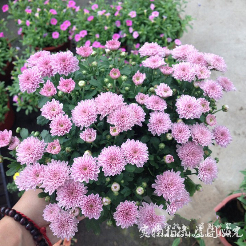 千头菊盆栽 庭院阳台花卉 糖果菊 多年宿根球菊 耐寒小雏菊 重瓣粉色