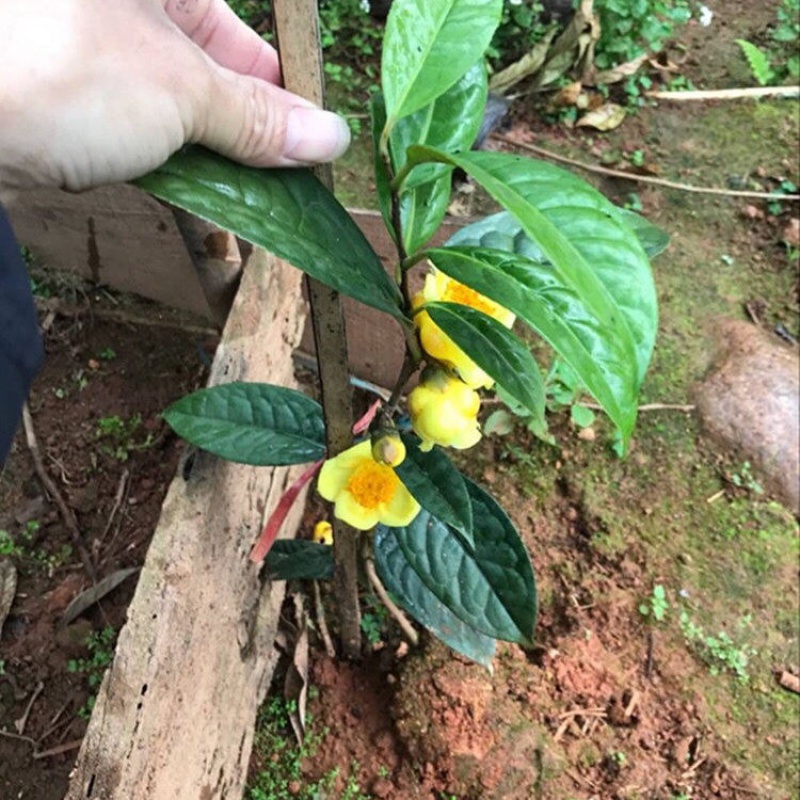 clcey广西防普防城金花茶名贵黄色茶花树苗盆栽庭院室内嫁接原生没