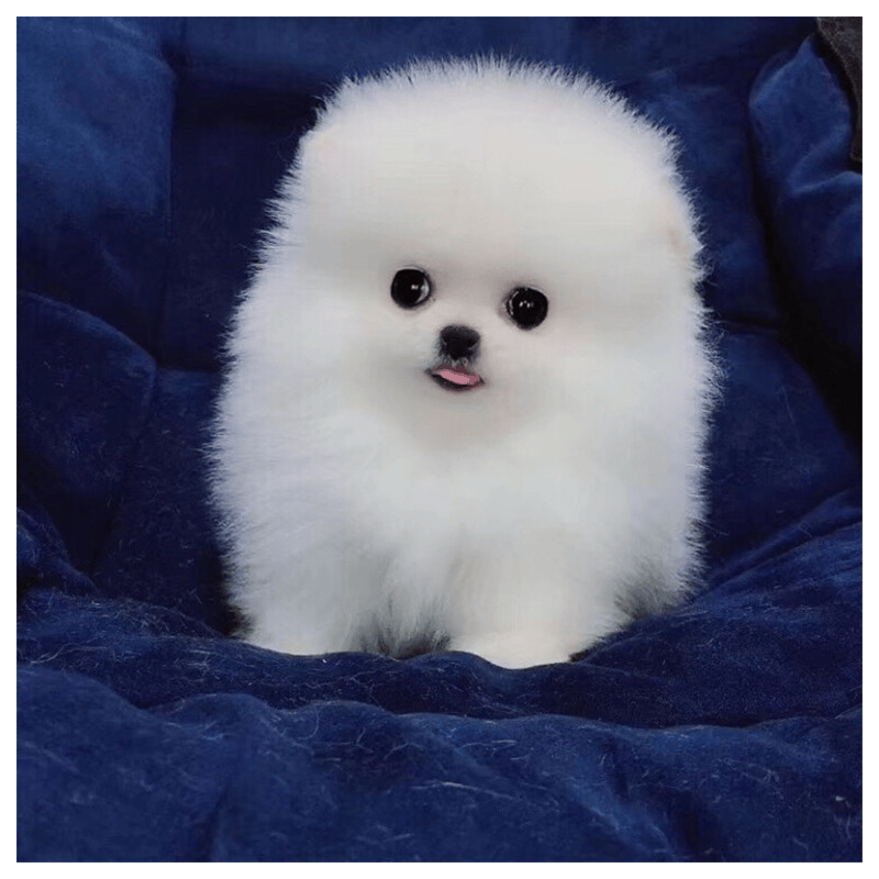 狗狗活体博美犬博美幼犬茶杯犬黄色白色宠物狗活体的可爱狗搏美哈多利系球 价格历史