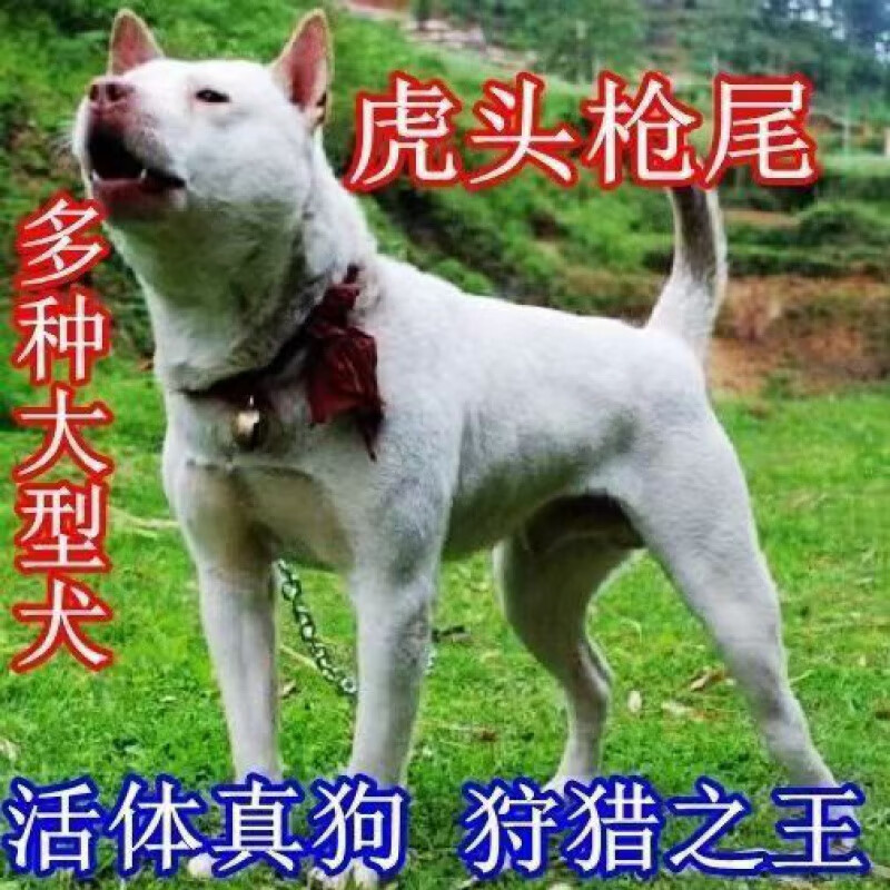 麦基乐下司犬虎头犬赶山犬犬黑下司家养犬猎犬赶山犬土猎犬幼犬 宠物