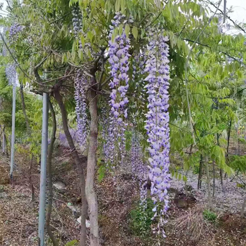 穗紫藤树苗花苗爬藤植物长廊庭院围墙攀爬花园别墅工厂医院小区 熊野