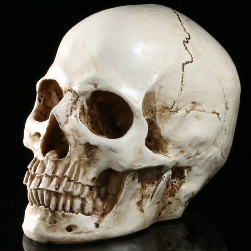 人体头部肌肉结构模型仿真头骨连体树脂骷髅头肌肉素描头骨美术教学艺考素描写生道具摆件 一体大头骨G01