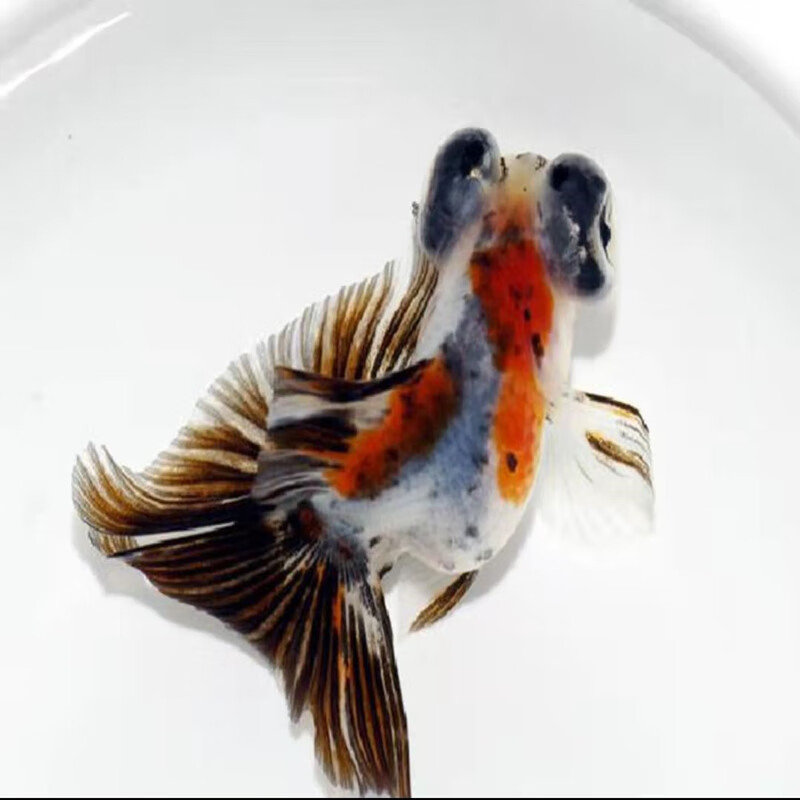 水族活体价格历史记录查询|水族活体价格比较