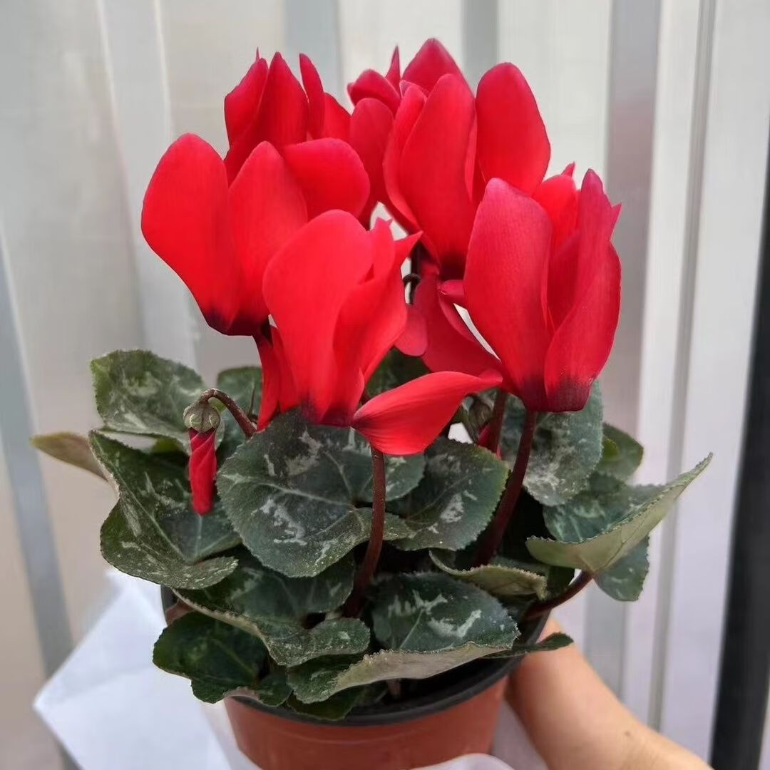 仙客来红色育苗盘发货