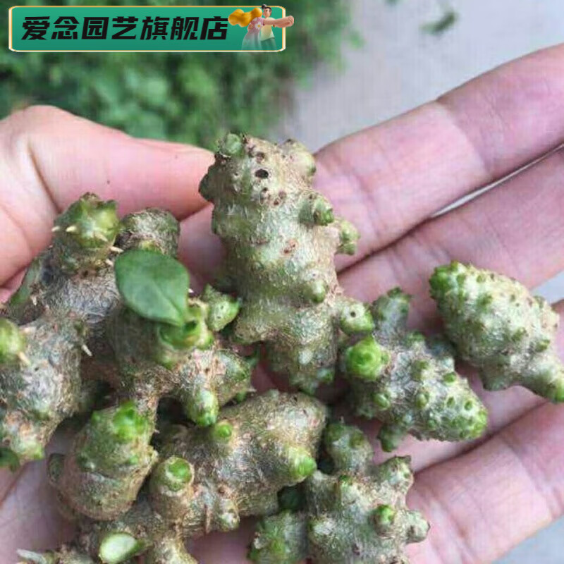 苗食土田七种子根茎室外易活花卉爬藤绿植盆栽 藤三七种根5个 生根粉