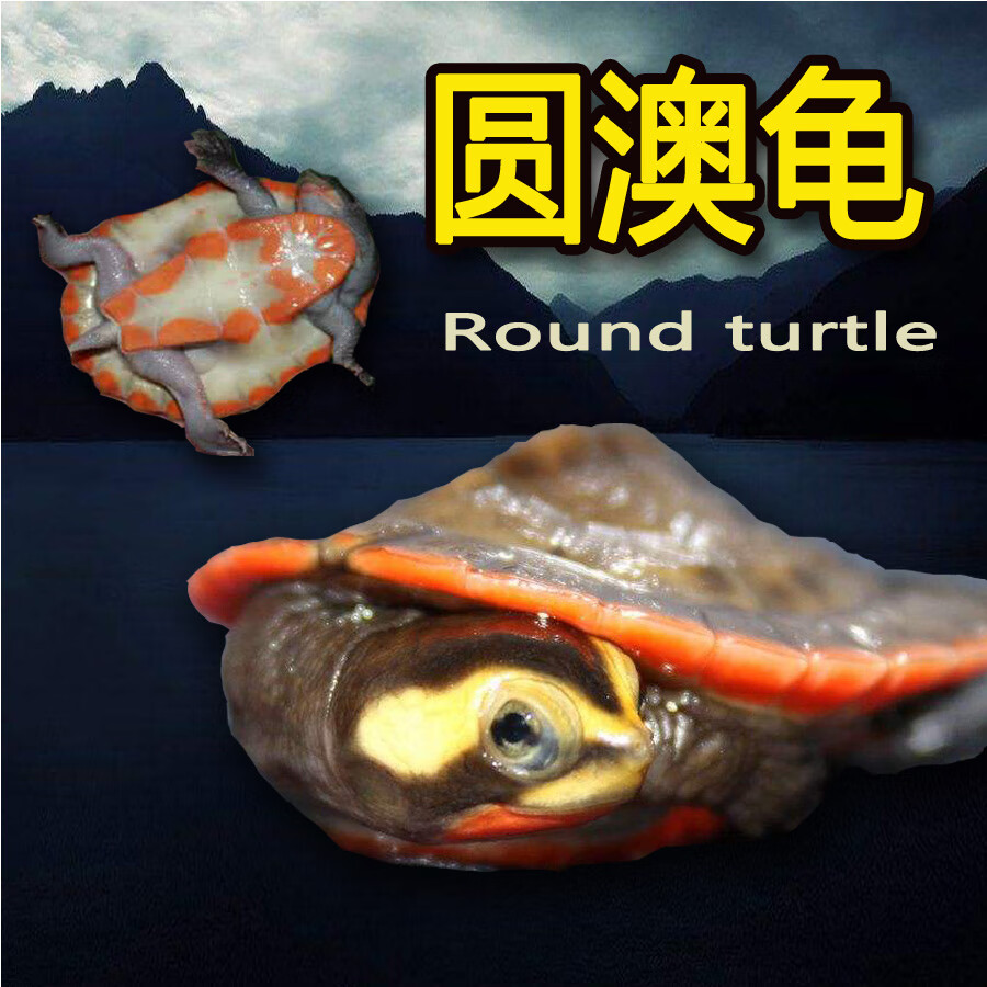 乌龟深水龟圆奥龟苗子观赏龟蛋龟圆澳活物全品开食吃鱼粪清洁 进口黄