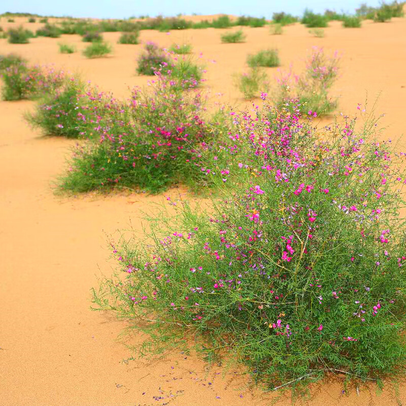 花乡邻里固沙先锋树种/食用/饲用/油用/观赏/灌木种子-  花棒种子花乡