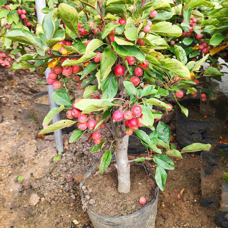 辉客映上海棠红十月果苗树盆栽地载南方庭院别墅 海棠红地径2cm左右粗