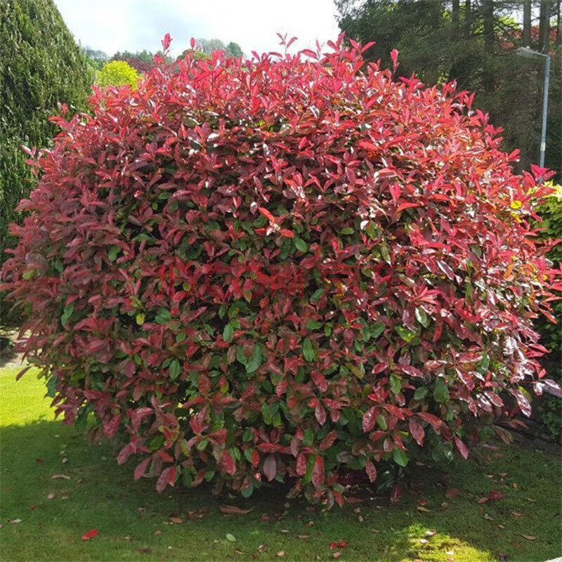 石楠树苗高杆石楠大树火焰石楠球别墅庭院四季常青篱笆墙耐寒花卉植物