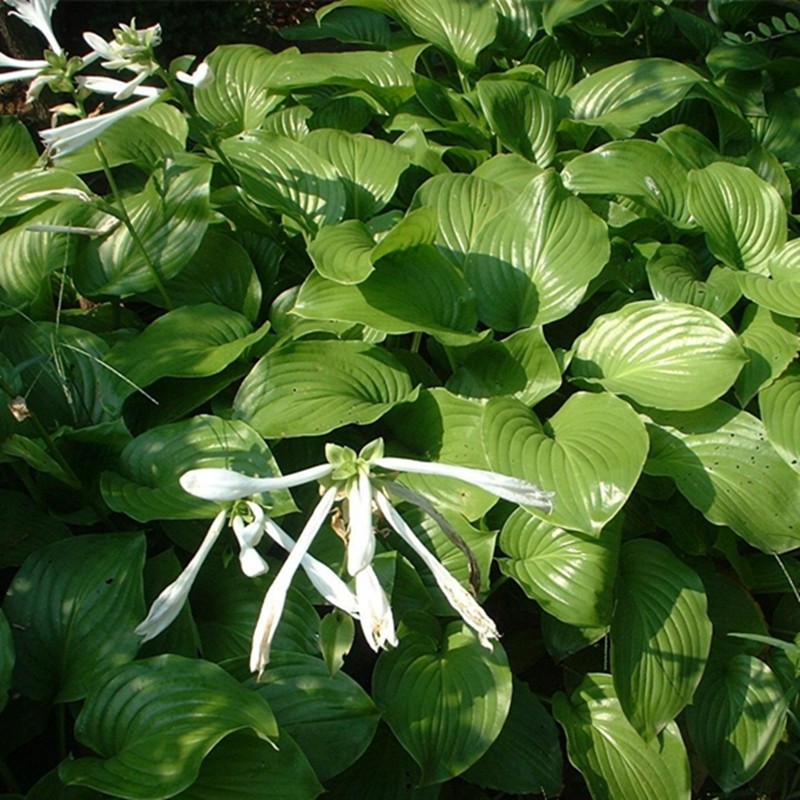 侬律 玉簪花苗基地直销 花叶 青叶花植物盆栽花卉庭院花坛多年生植物