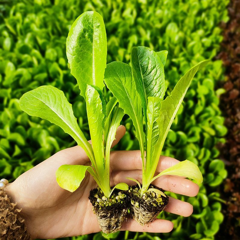 寿光脆嫩罗马生菜苗秧奶油孔雀菜种子四季盆栽农田菜园蔬菜籽 孔雀