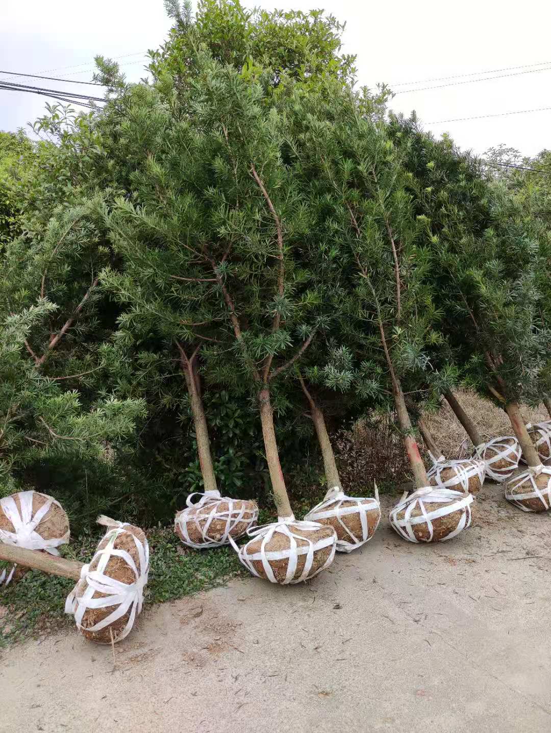 罗汉松树苗大树雀舌米叶 庭院别墅阳台室内办公室 耐寒可造型绿植