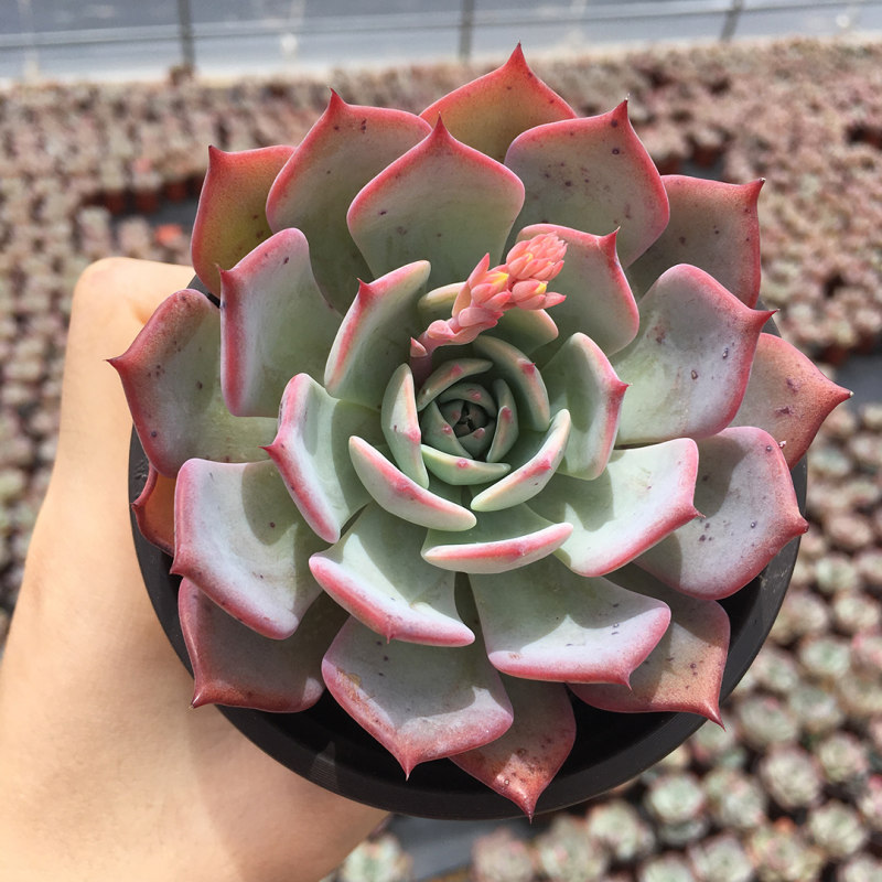 劳伦斯多肉植物小盆栽创意花卉办公室内桌面肉肉 7cm劳伦斯 不含盆