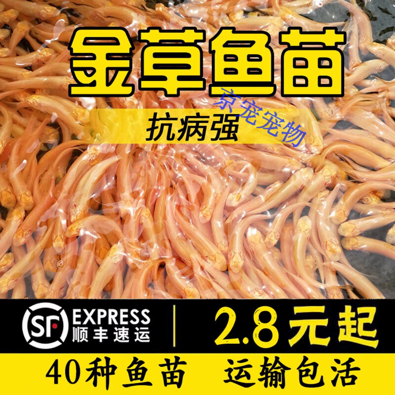 采缇(caiti)金丝草鱼金草鱼俄罗斯金丝鲩活体淡水养殖黄金草鱼 金草鱼