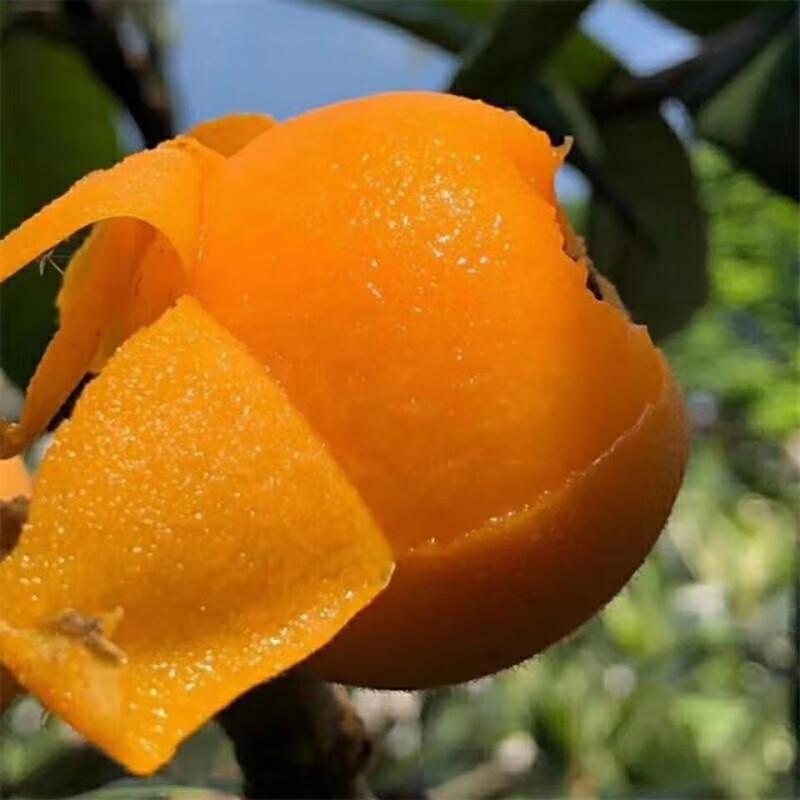 京蚨鲜四川攀枝花米易枇杷 甜枇杷琵琶新鲜水果礼盒 净重 5斤 特大果【40-50克】