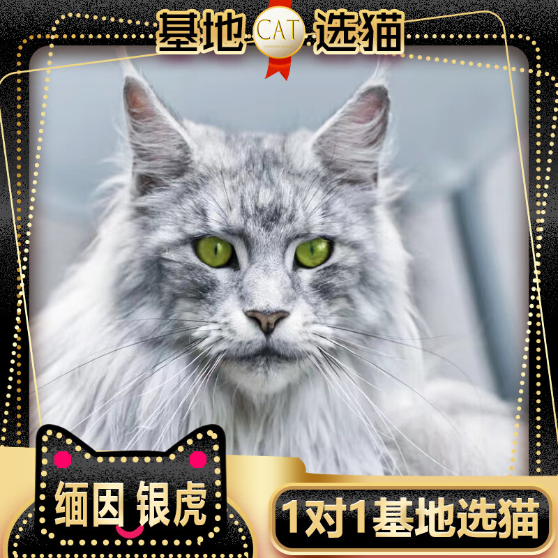 诗桐【纯种】缅因猫库恩猫银虎斑棕虎斑烟灰色红虎斑猫崽活体小幼猫咪 【宠物级】联系客服选宠下单怎么样,好用不?
