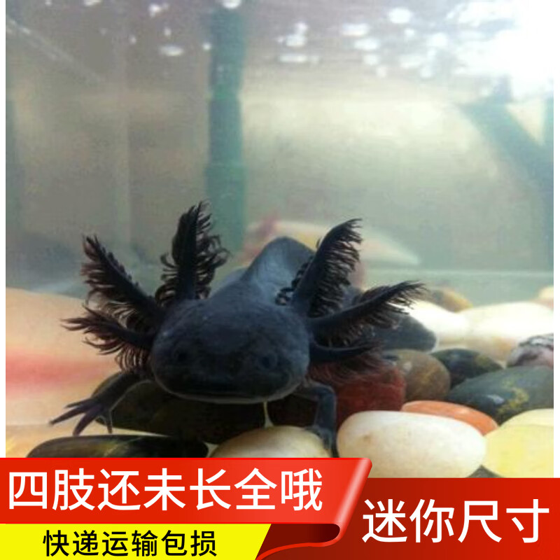 六角恐龙鱼水族爬行淡水冷水小型宠物活体金鱼锦鲤好养易活 迷你乌