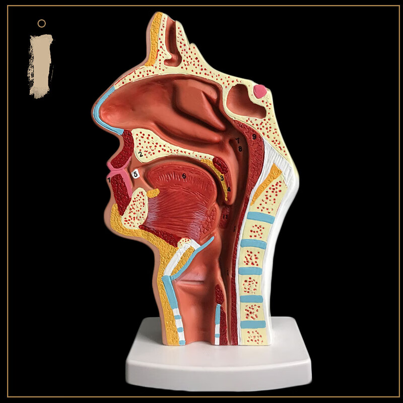 喉部模型及解说图片