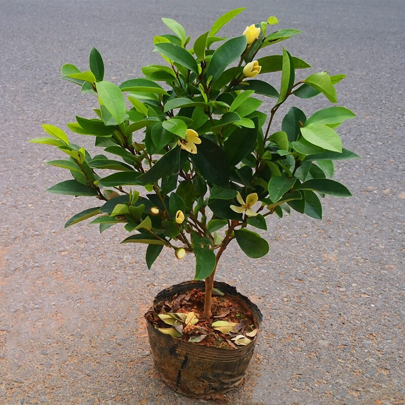 室内客厅办公室阳台开花浓香型花卉绿植盆栽 耐寒四季种植庭院含笑花
