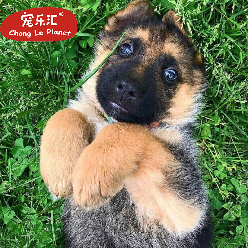 宠乐汇 德牧德国牧羊犬宠物狗狗幼犬幼崽小狗公母视频挑选血统ngkc